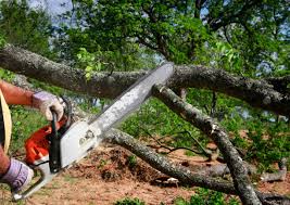 Best Root Management and Removal  in Wilburton, OK